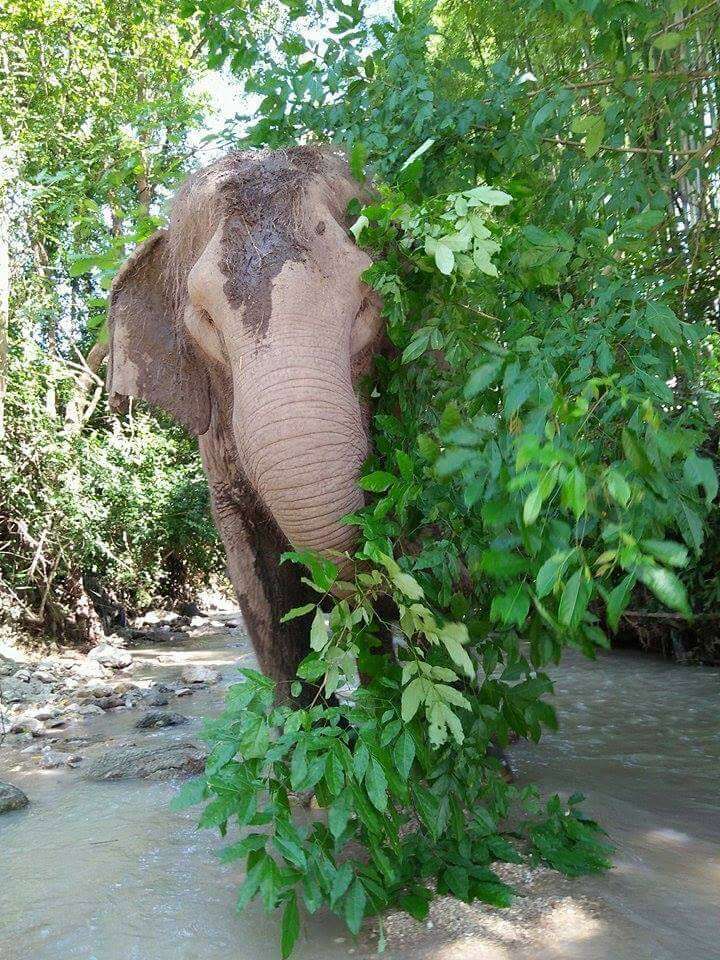 fluffy asian elephant thailand