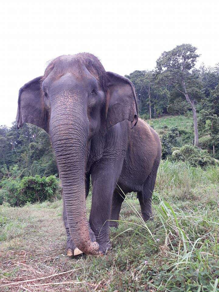 fluffy asian elephant thailand