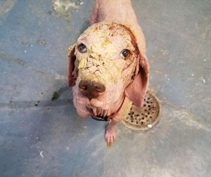 bald dog mange rescue desert utah