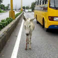 Donkey Hit By Car Was Too Scared To Move