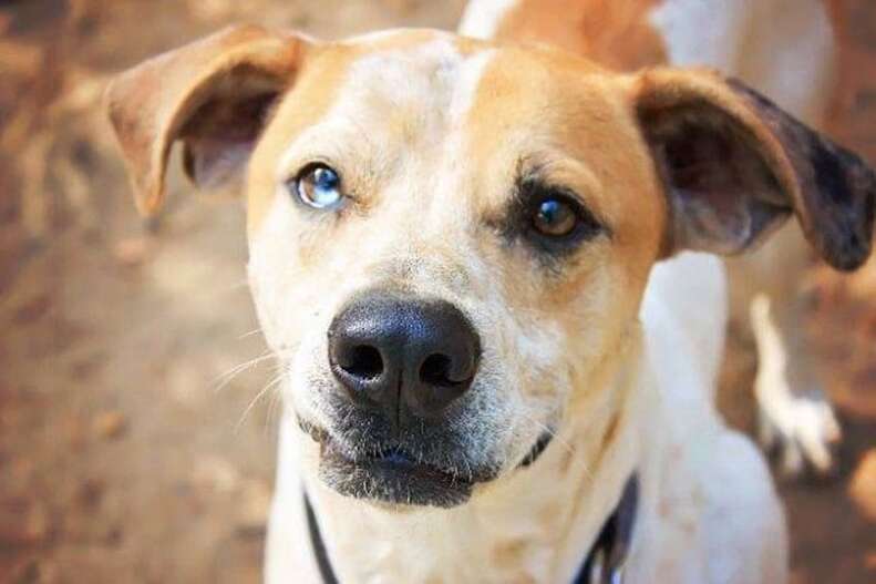 dog rescue tinder georgia