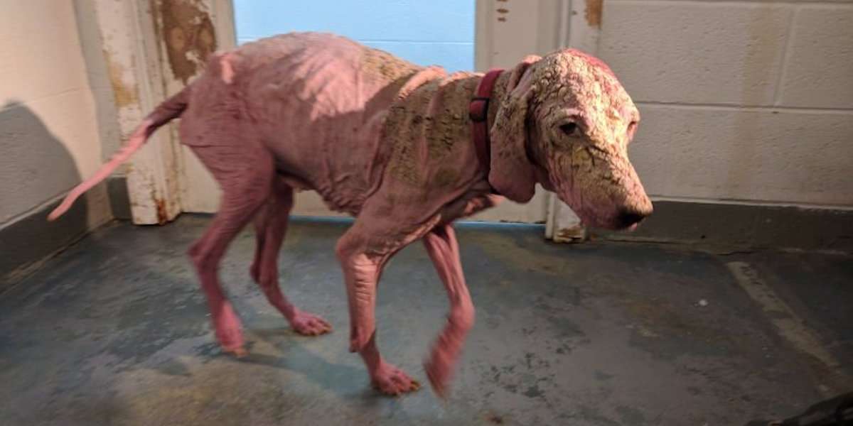 Bald, Sunburned Dog Survives Months In Utah Desert The Dodo