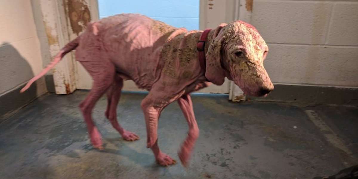 Bald, Sunburned Dog Survives Months In Utah Desert - The Dodo