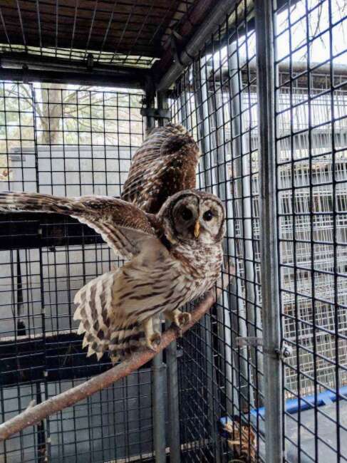 injured owl rescued by police