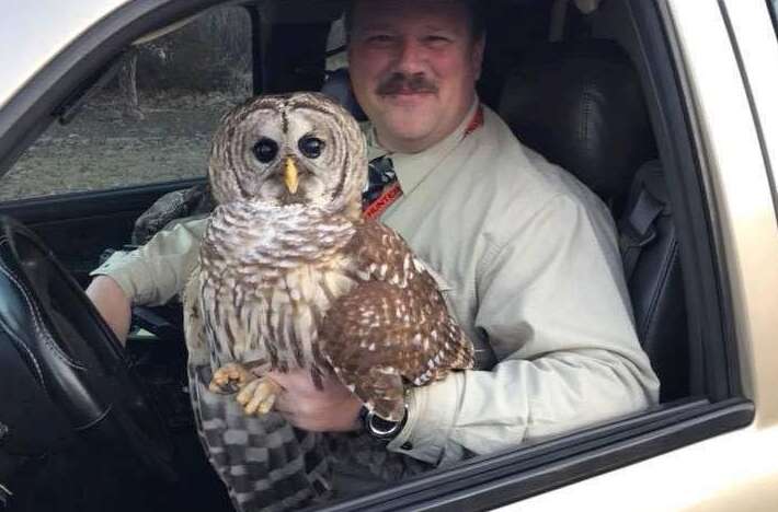 injured owl rescued by police