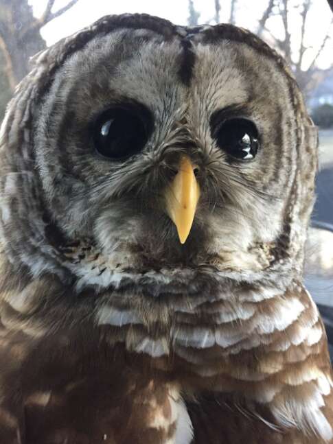 injured owl rescued by police officer
