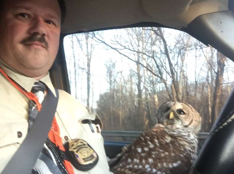 injured owl rescued by police