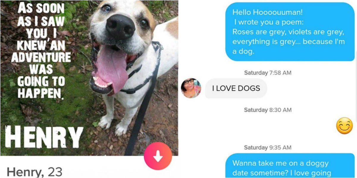 Shelter Dog Looking For Home On Tinder Finds The Perfect Match - The Dodo