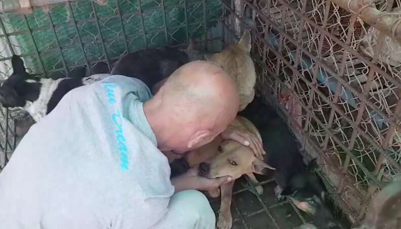 michael chour rescuing dogs cambodia slaughterhouse
