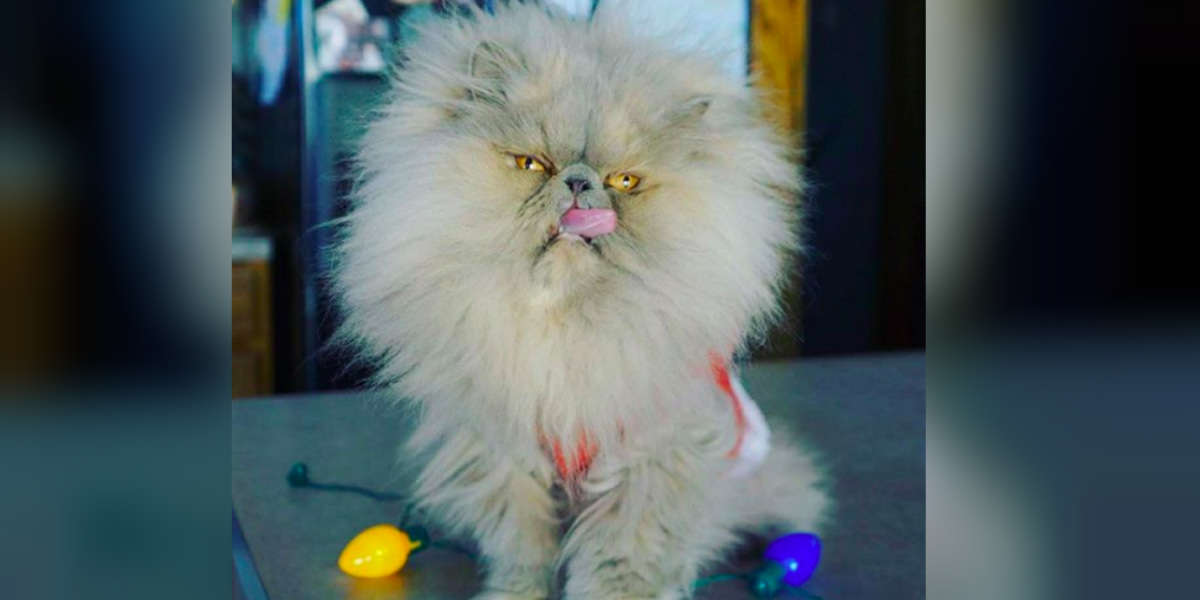 flat face persian cat