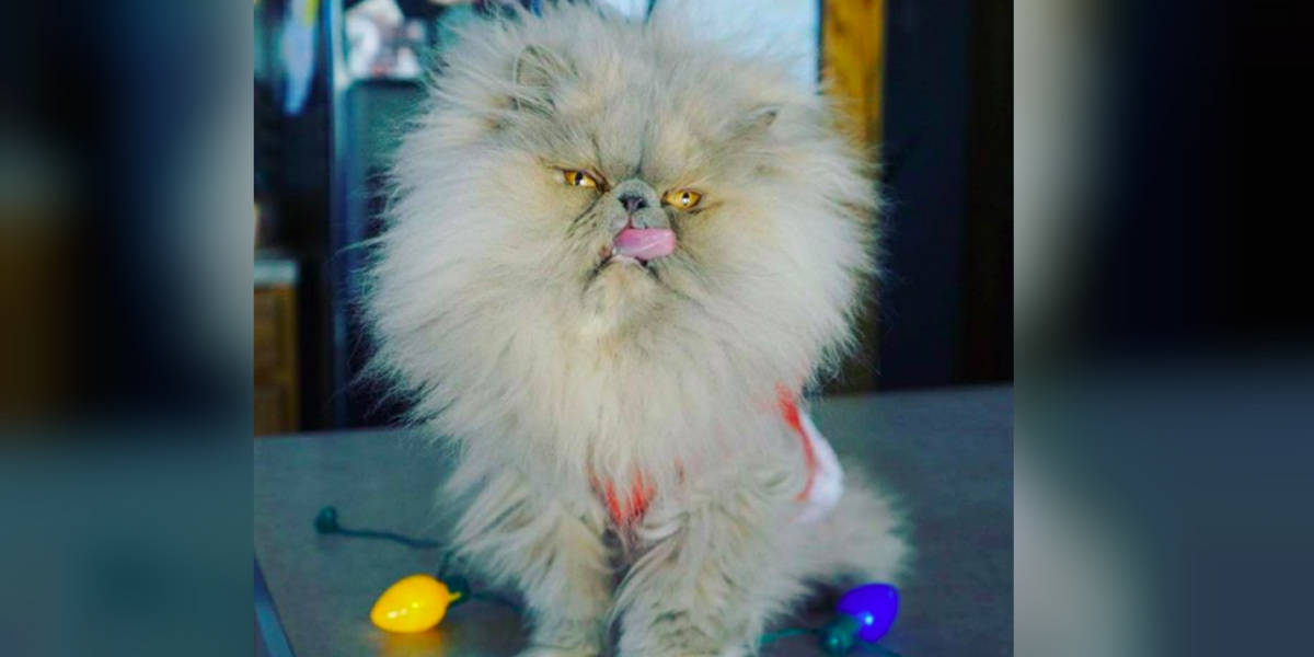 This cat's permanent angry face is hilarious