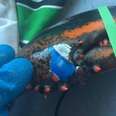 People Find Wild Lobster With Eeriest 'Tattoo' On His Shell
