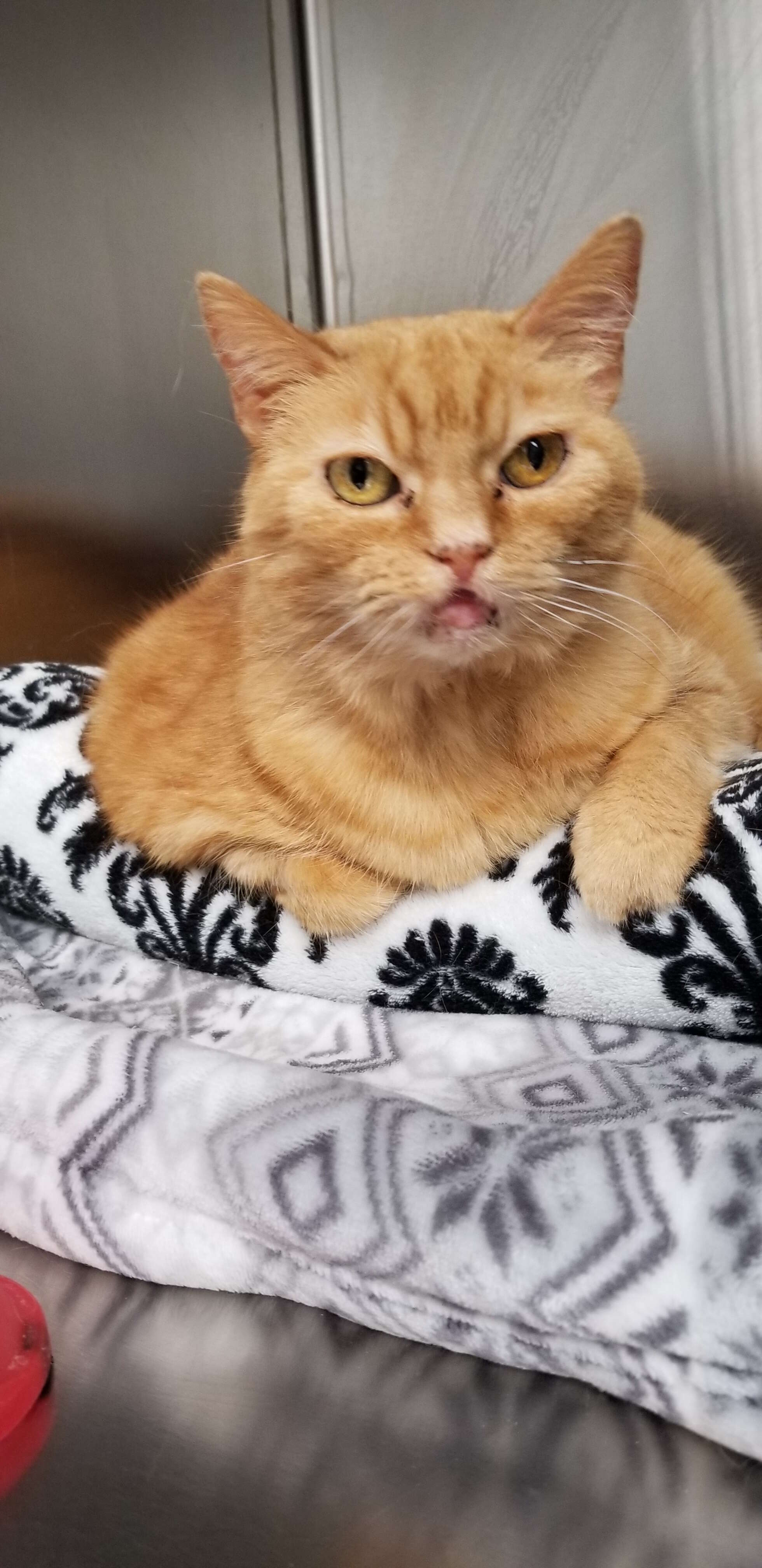 senior cat needs a home