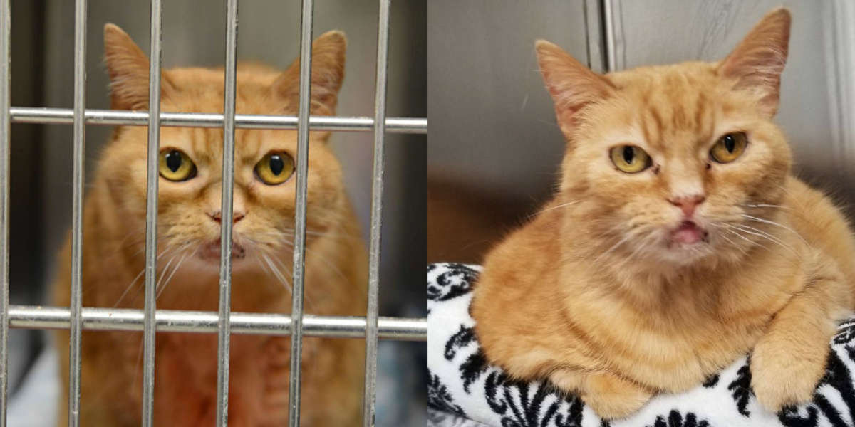 Shelter Cat Covered In Scars Has Been Without A Home For A Year - The Dodo