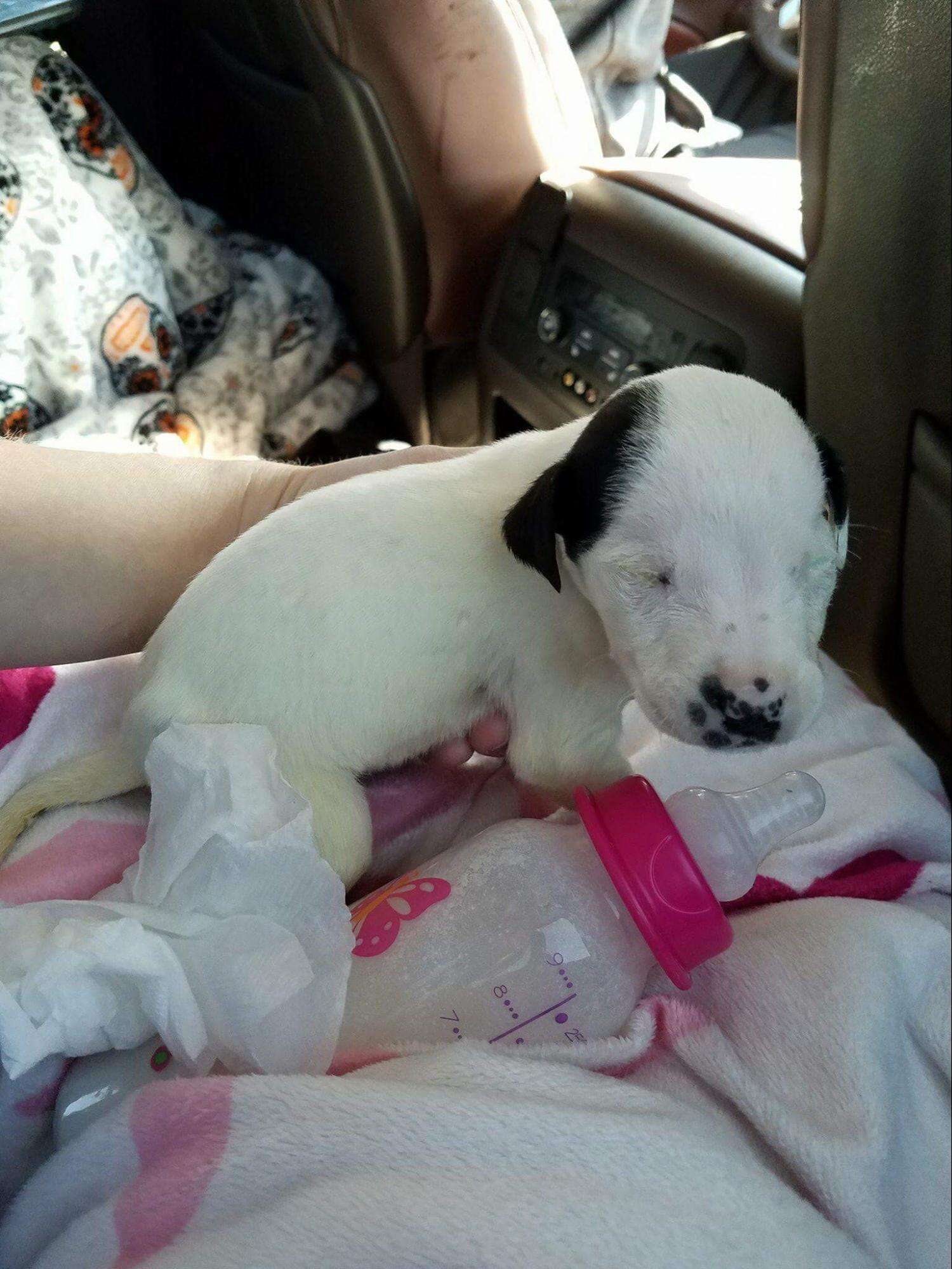 puppies found in trash can rescued