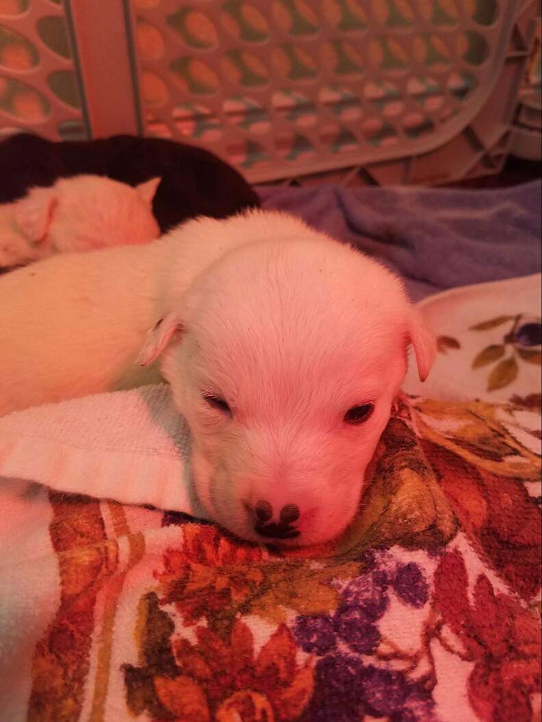 puppies rescued from trash rescue dogs rock nyc