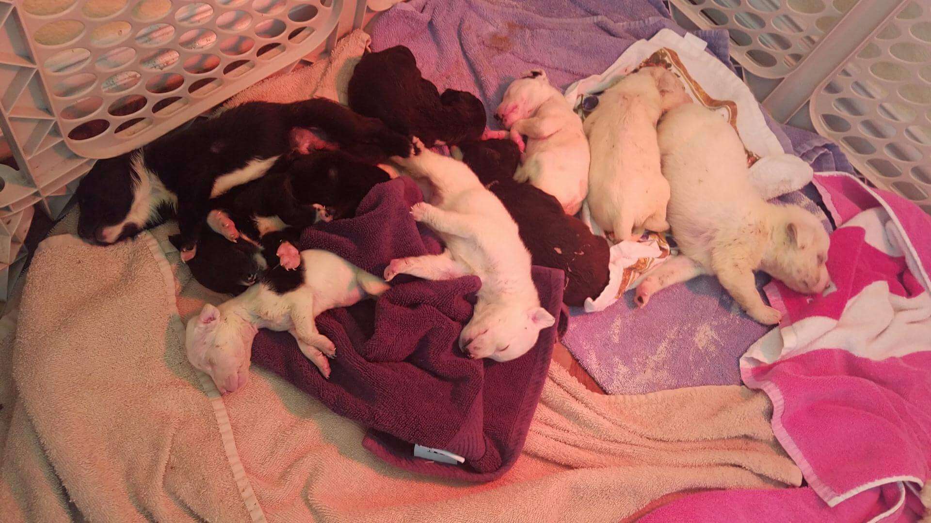 puppies rescued from trash rescue dogs rock nyc