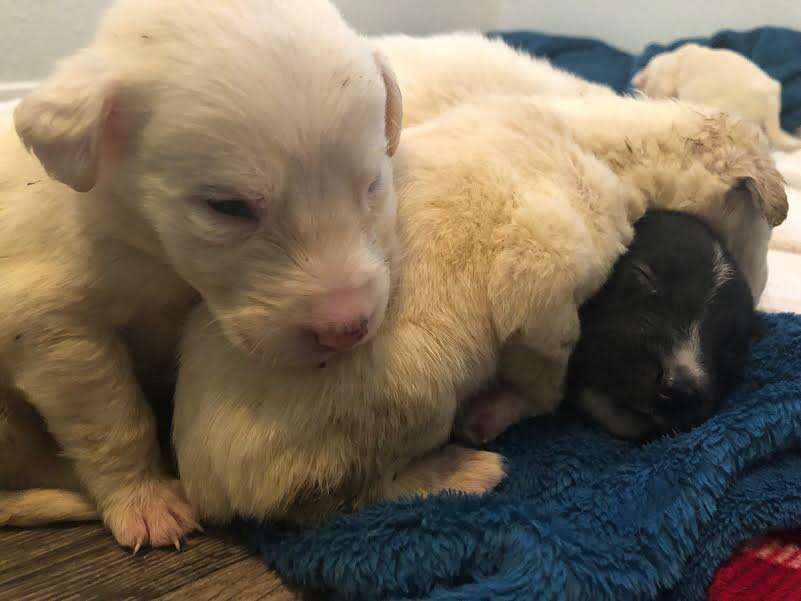puppies dumped in trash rescued