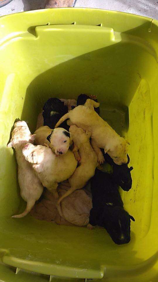 puppies in trash bin texas rescue