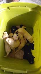 puppies in trash bin texas rescue