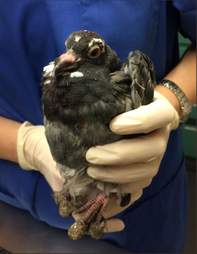 inured pigeon