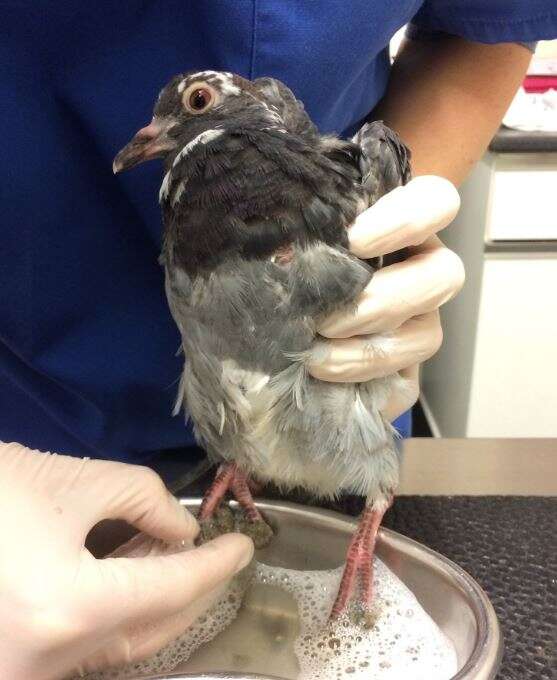 injured pigeon