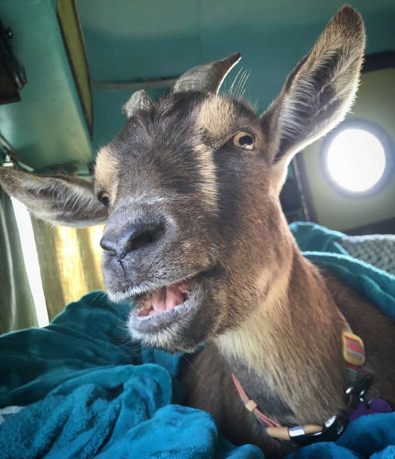 Pet goat on road trip with family