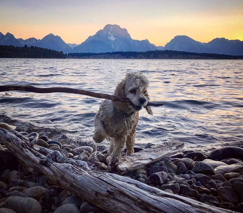 Pet dog with stick at beach
