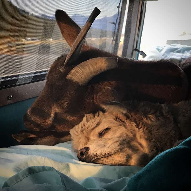 Traveling pet goat and dog napping in Airstream
