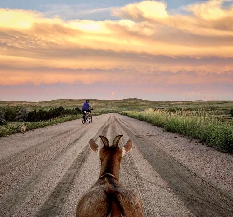 Traveling pet goat on road at sunset