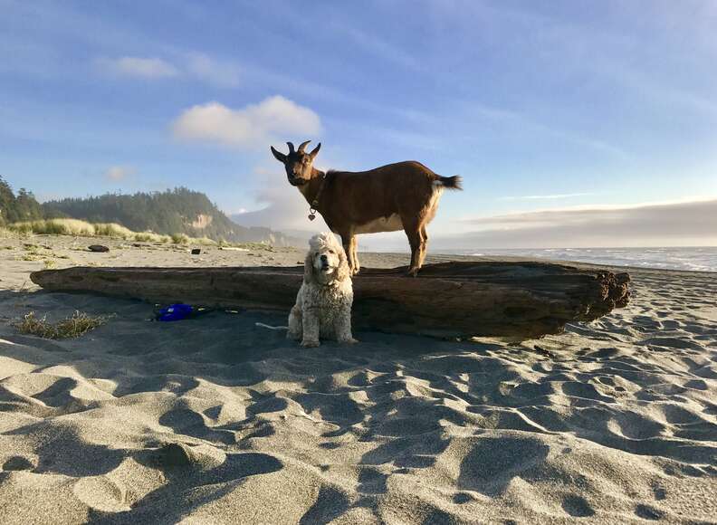 Traveling pet goat and dog at beach