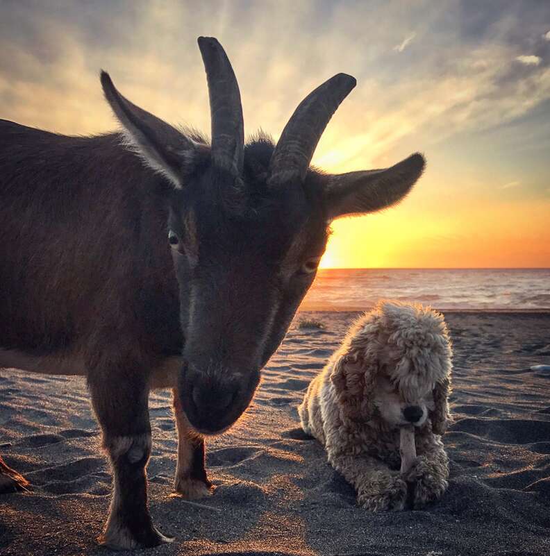 Pet goat and dog on road trip