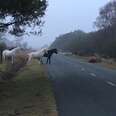Photo Shows Ponies Gathering To ‘Mourn’ A Member Of Their Family