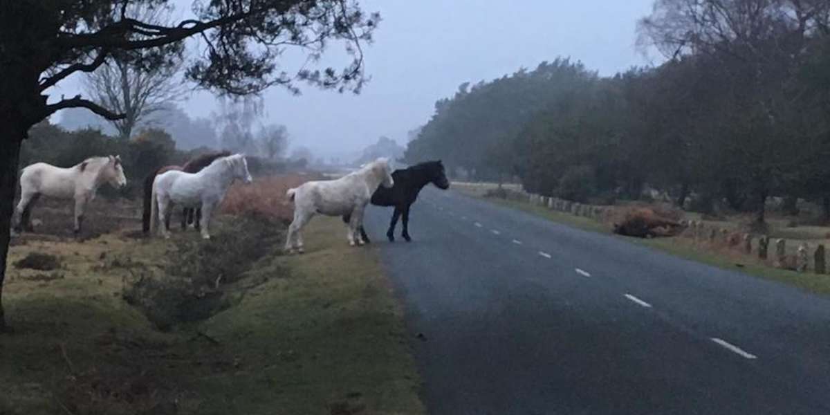 Ponies Gather To Mourn Where Member of Herd Was Hit By Car - The Dodo