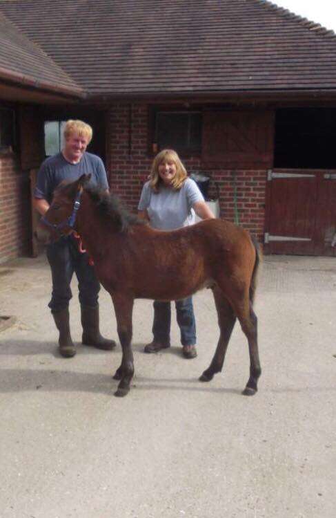 new forest pony mourning england