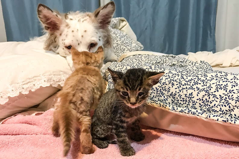 rescue dog fosters kittens