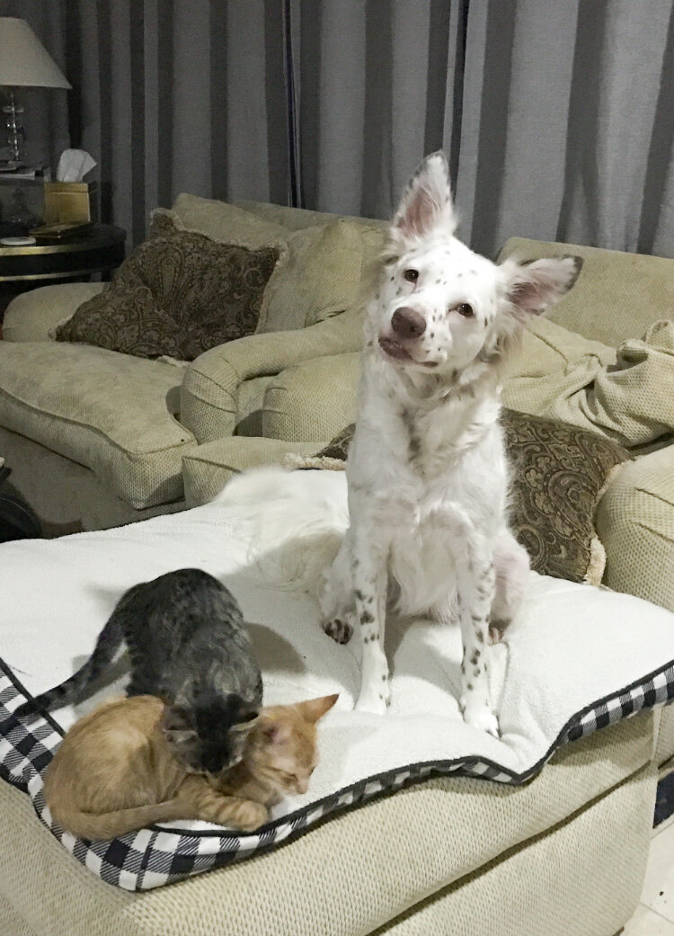 Rescue Dog Is Mom To Dozens Of Foster Kittens The Dodo