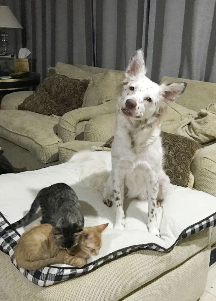 rescue dog fosters kittens