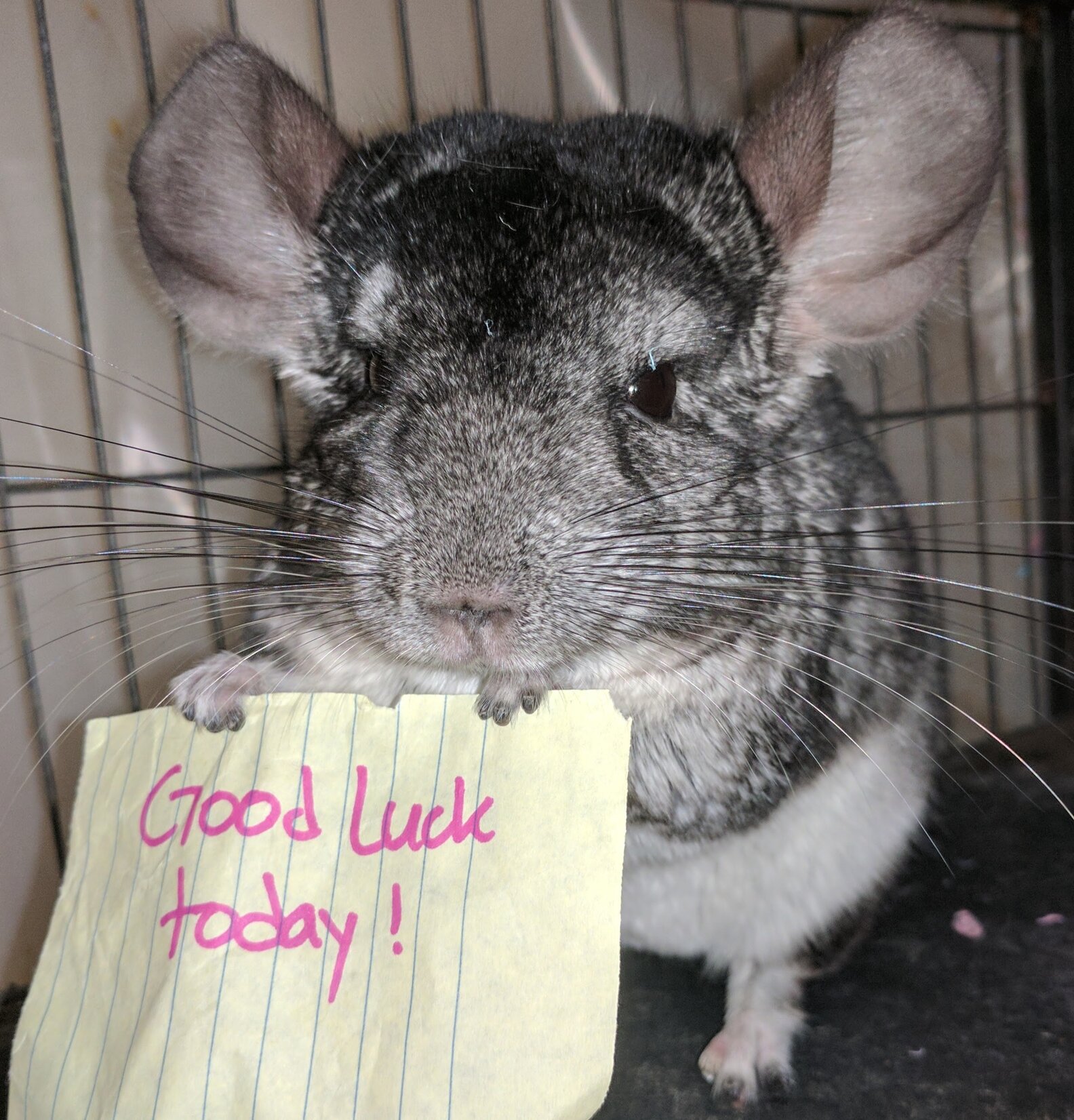 Rescue Chinchillas Hold Motivational Signs To Cheer Up Their Mom The Dodo
