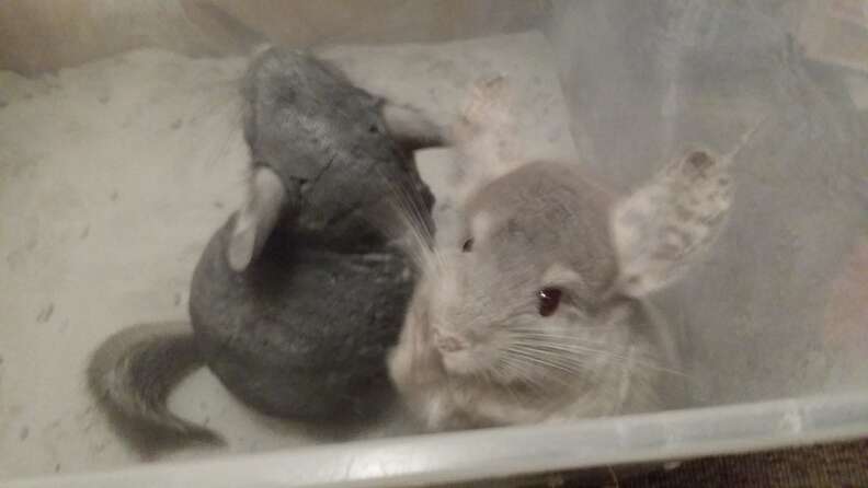 ari and john take a dust baths