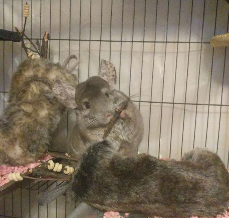 Ari The chinchilla holding a stick