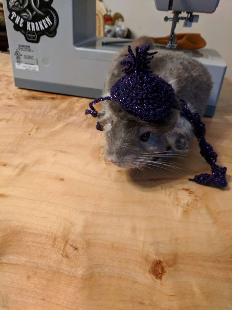 chinchilla wearing a hat