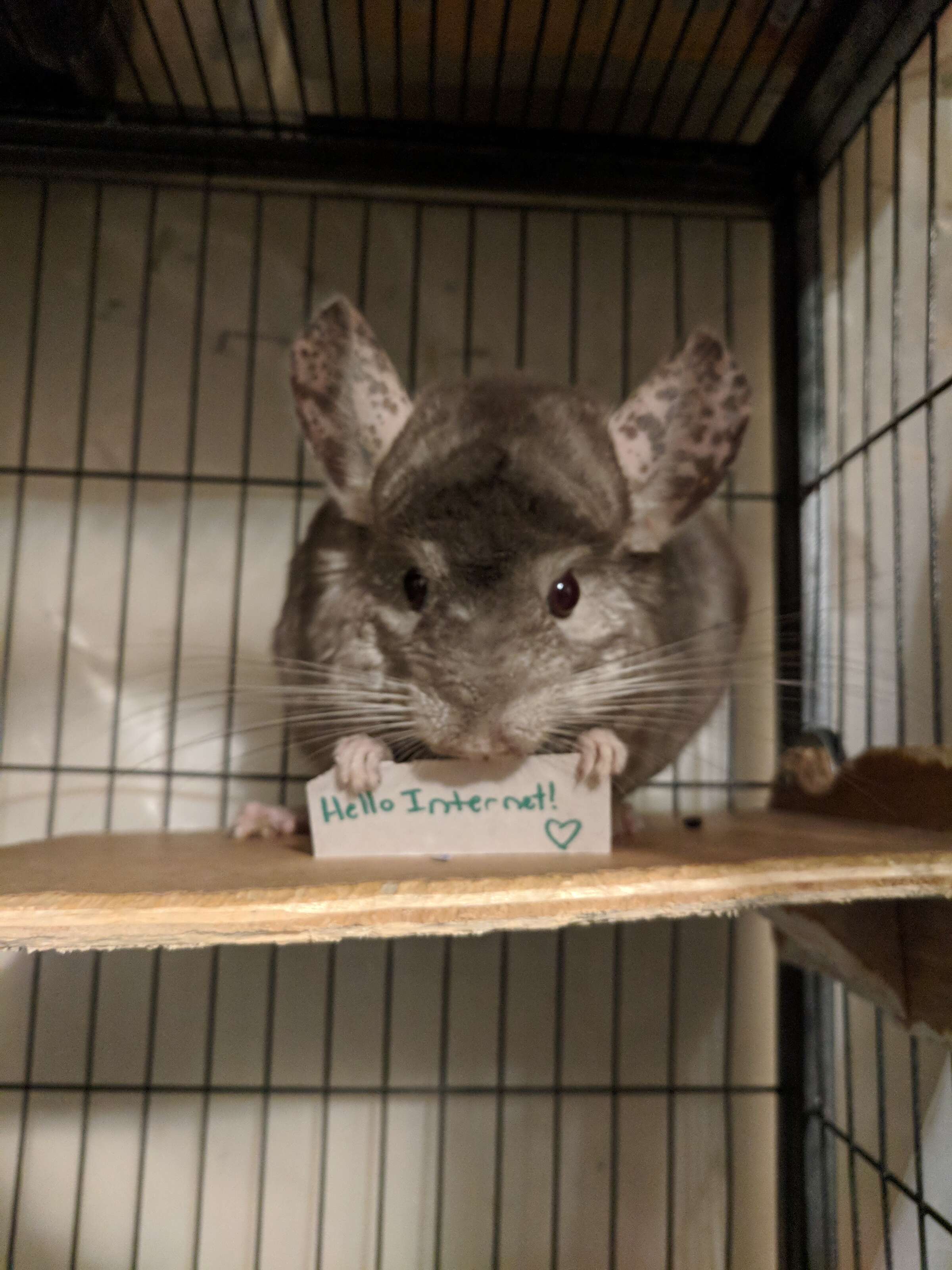 do chinchillas let you hold them