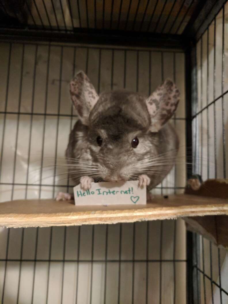 Ari the chinchilla holds a tiny sign