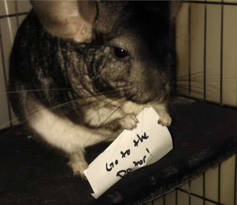 Ari the chinchilla tells his mom to go to the doctor