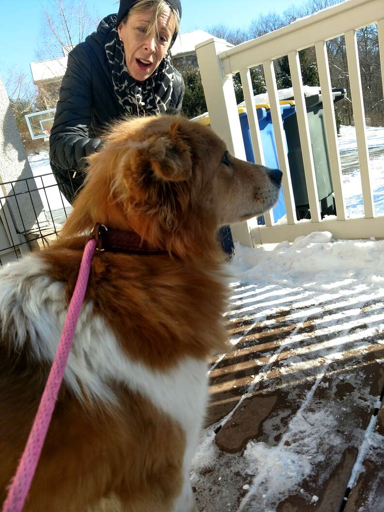 Dog apparently abandoned gets close to rescuers