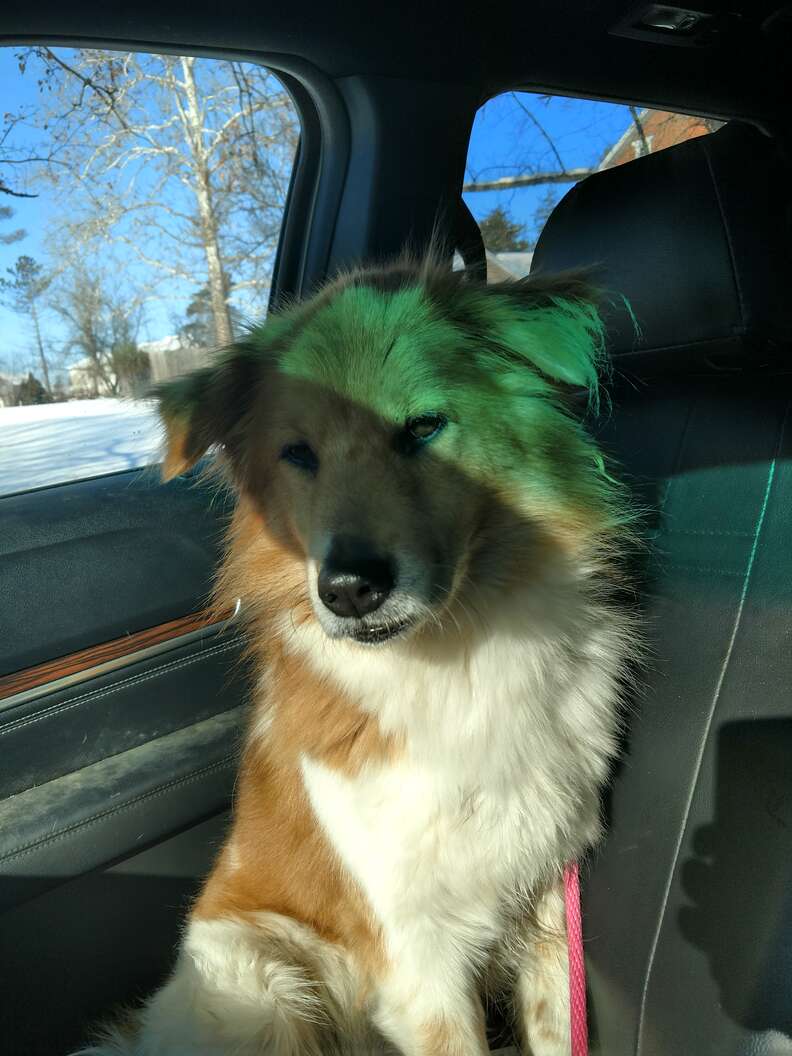 Apparently abandoned dog in rescuer's car