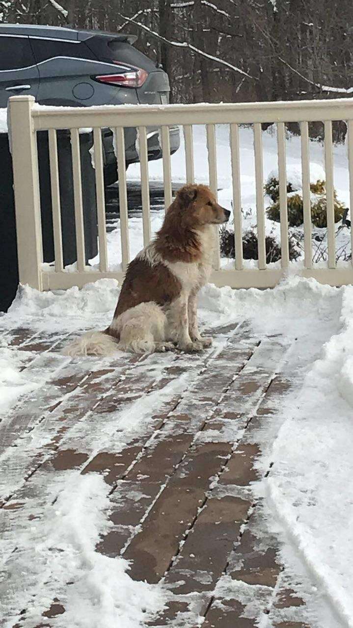 Dog apparently abandoned in Pennsylvania park