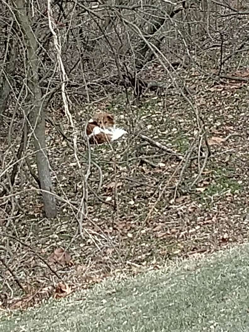 Dog apparently abandoned in Pennsylvania park