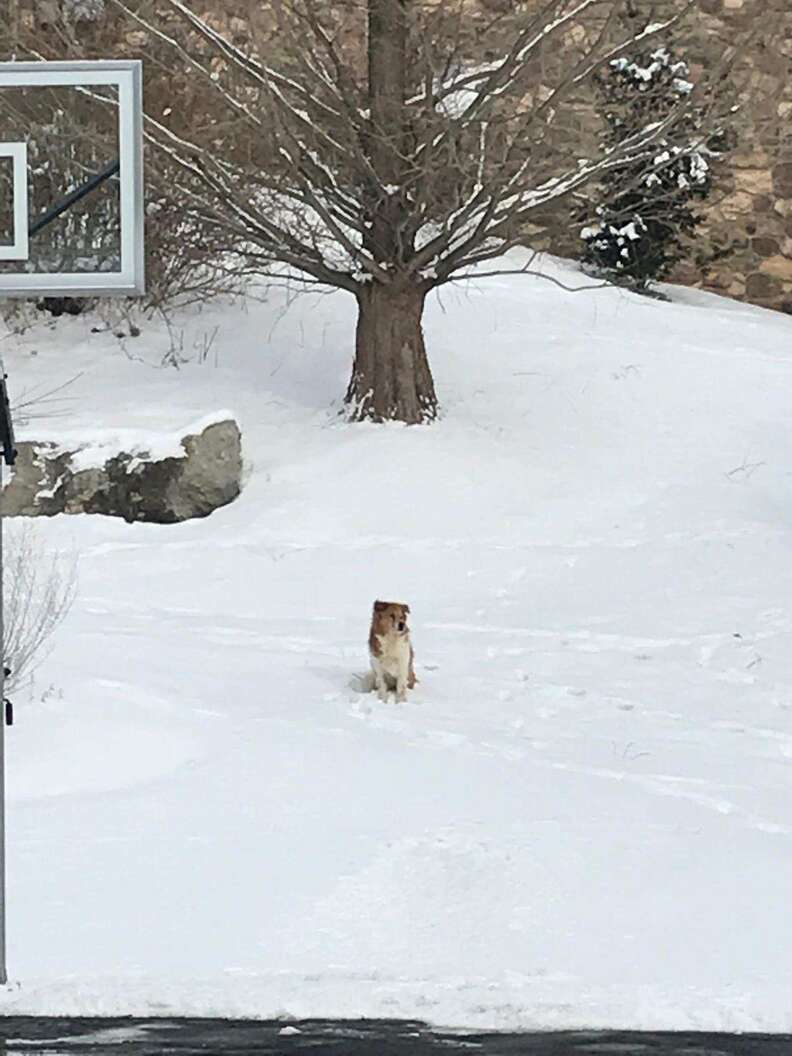 Dog apparently abandoned in Pennsylvania